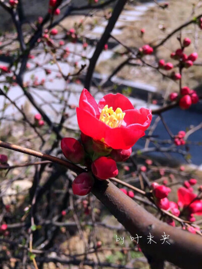 寻一抹街角的芬芳 — by 叶未央
