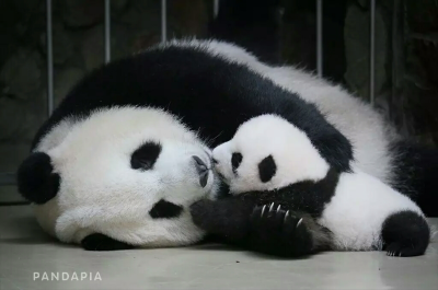 武林萌主~~熊猫宝宝们