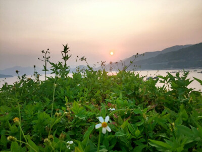 花儿与落日