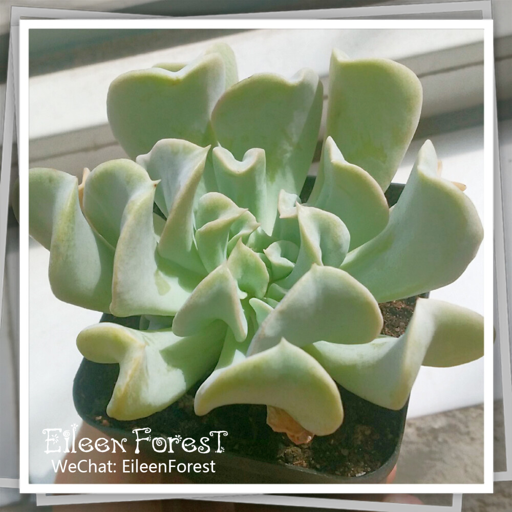 【多肉萌萌哒】景天科拟石莲花属特玉莲(Echeveria runyonii 'Topsy Turvy')～
WeChat: EileenForest