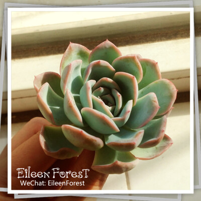 【多肉萌萌哒】韩国大棚进口石莲花属粉月影(Echeveria elegans)～
WeChat: EileenForest