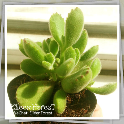 【多肉萌萌哒】韩国大棚进口景天科银波锦属熊童子(Cotyledon tomenttosa)～
WeChat: EileenForest