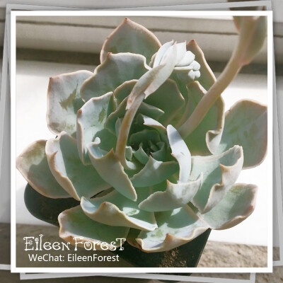 【多肉萌萌哒】韩国大棚进口景天科拟石莲属晨光(Echeveria 'Morning Light')～
WeChat: EileenForest