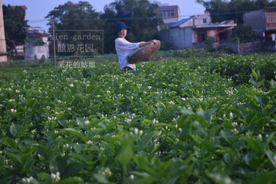 茉莉花开的季节，好一朵美丽的茉莉花，采花的姑娘去摘花。