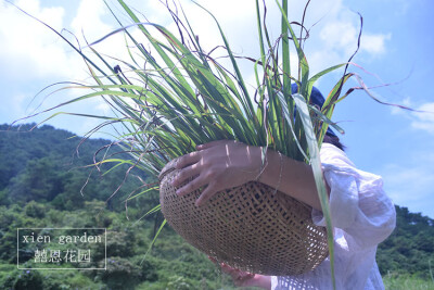 山脚下的柠檬香茅是野生的，采摘起来很开心又惊喜。