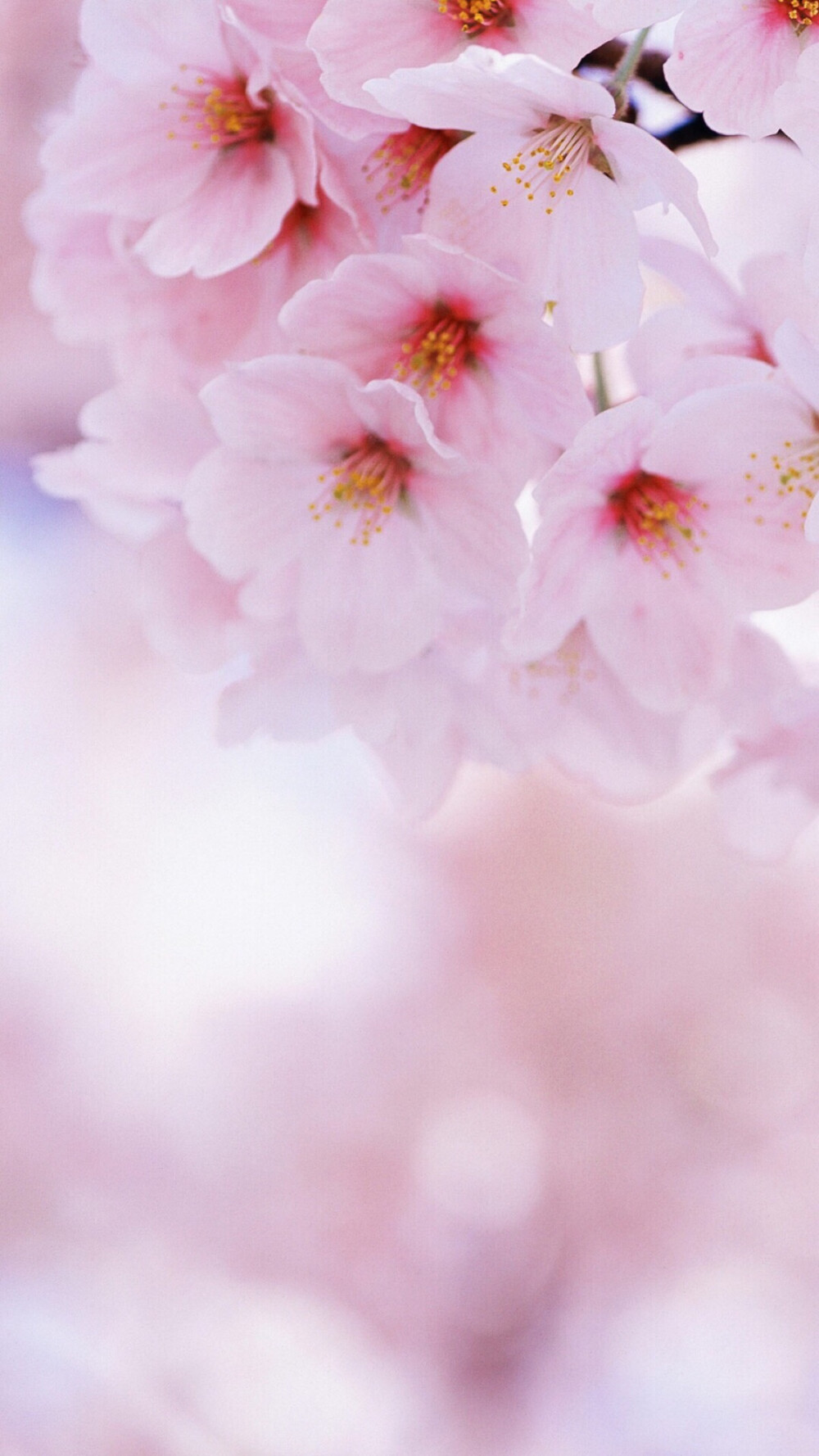 鲜花 清新 摄影 田园 绿色 自然 淡雅 风景名胜 壁纸 素材 锁屏 屏保