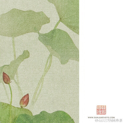 露荷翻处水流萤，萧萧散发到天明。【南塘芙蕖】2015 局部图