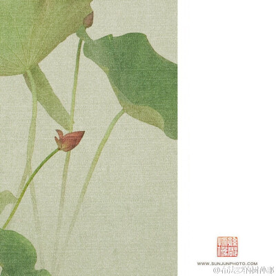 露荷翻处水流萤，萧萧散发到天明。【南塘芙蕖】2015 局部图