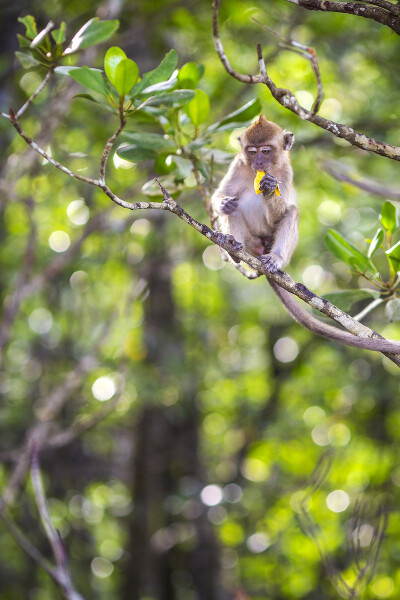 monkey in forest - Eput摄影