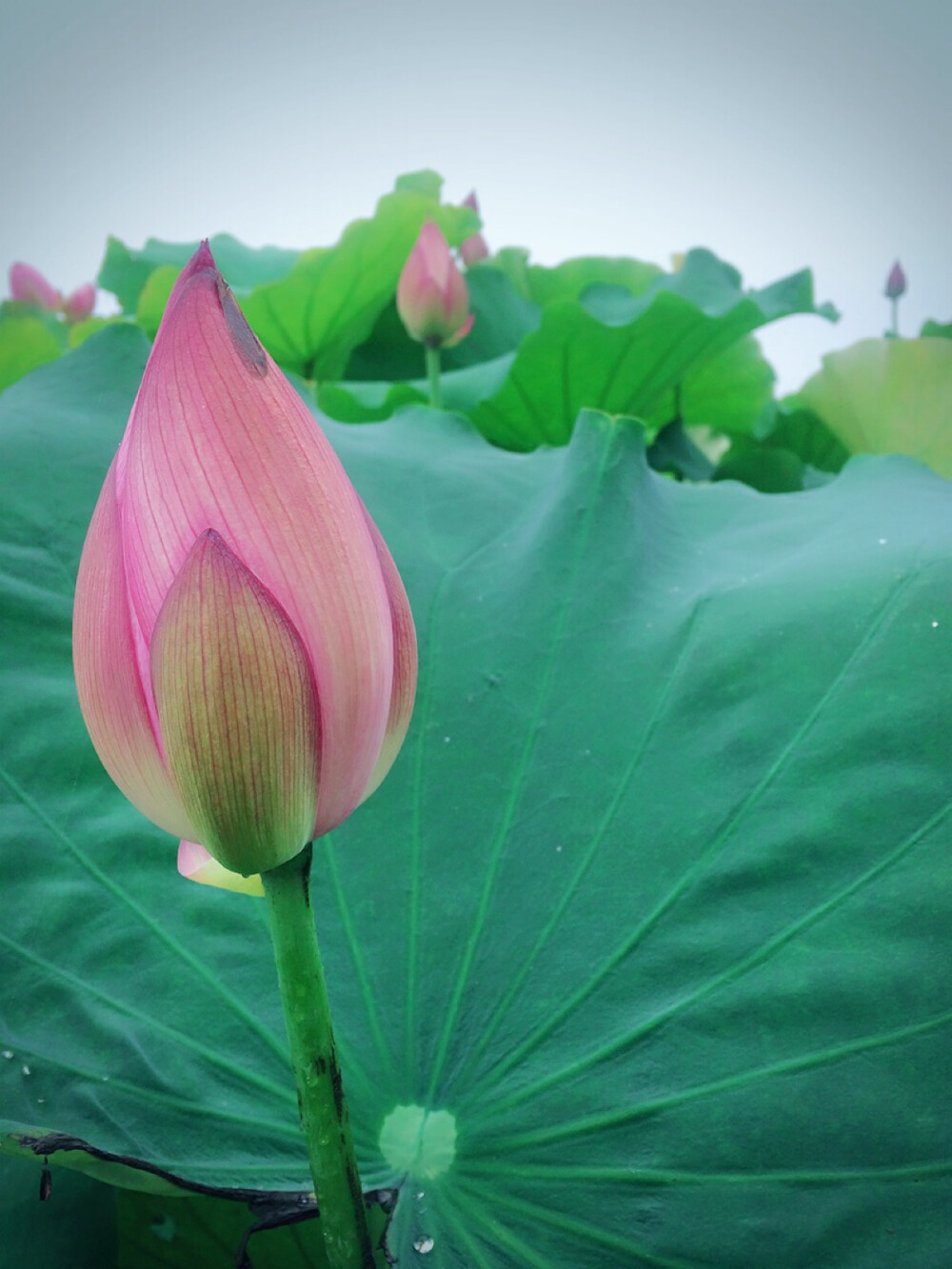 2016年夏天我去看了荷花