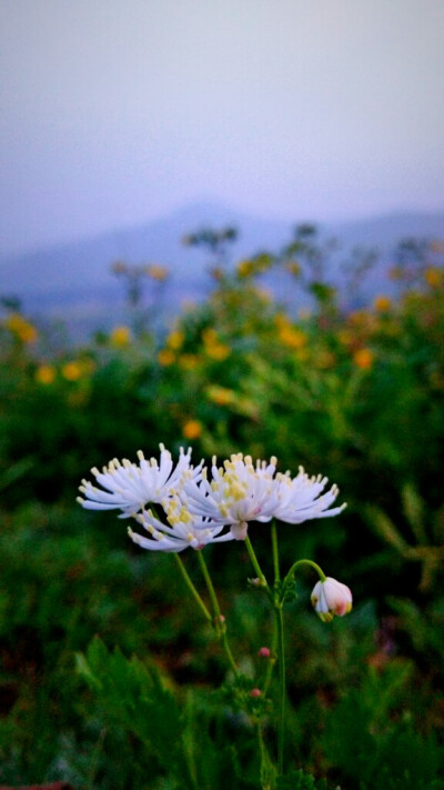 坝上草原 承德 看日出 晒花草