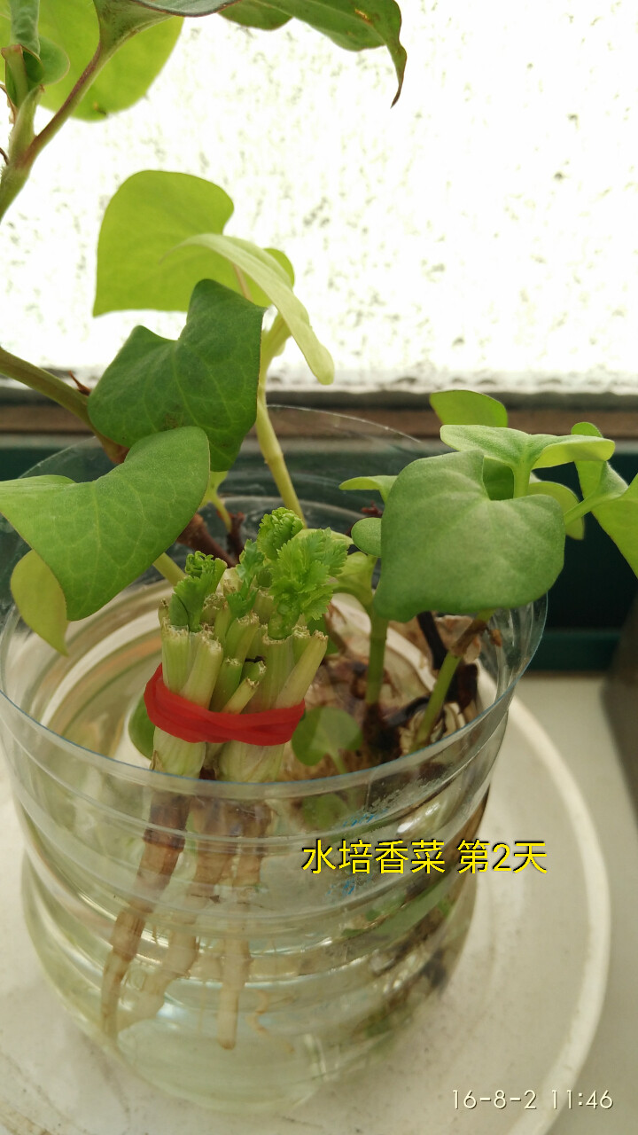 水培植物