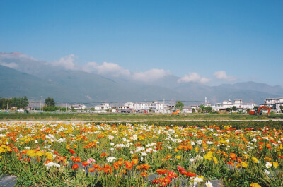 花海对面，便是苍山。