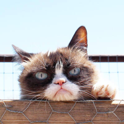 生无可恋猫 ins:realgrumpycat