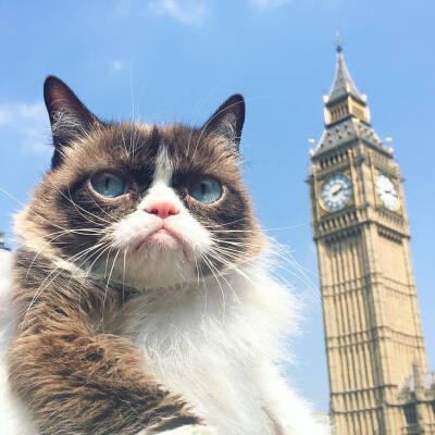 生无可恋猫 ins:realgrumpycat