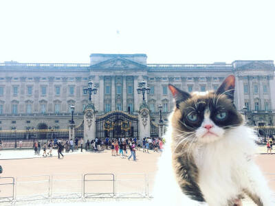 生无可恋猫 ins:realgrumpycat