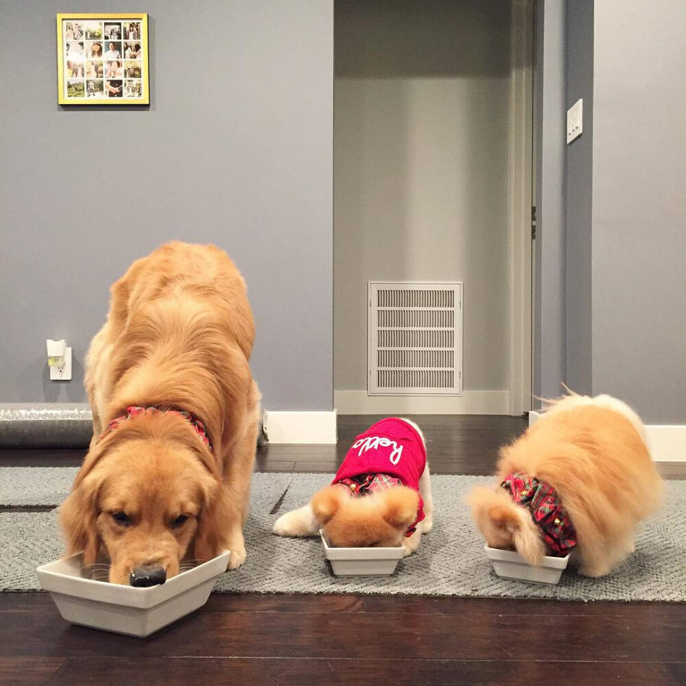 萌萌哒 小狗 可爱 宠物 ins:buddyboowaggytails