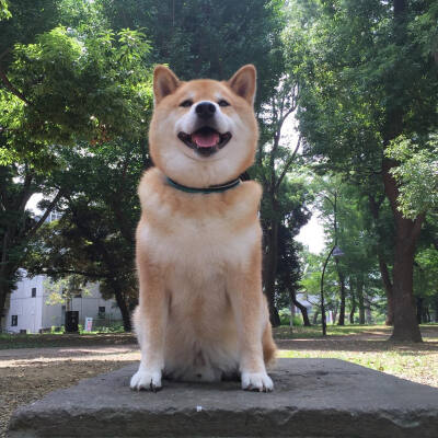 柴犬 可爱 宠物 小狗 萌 萌宠