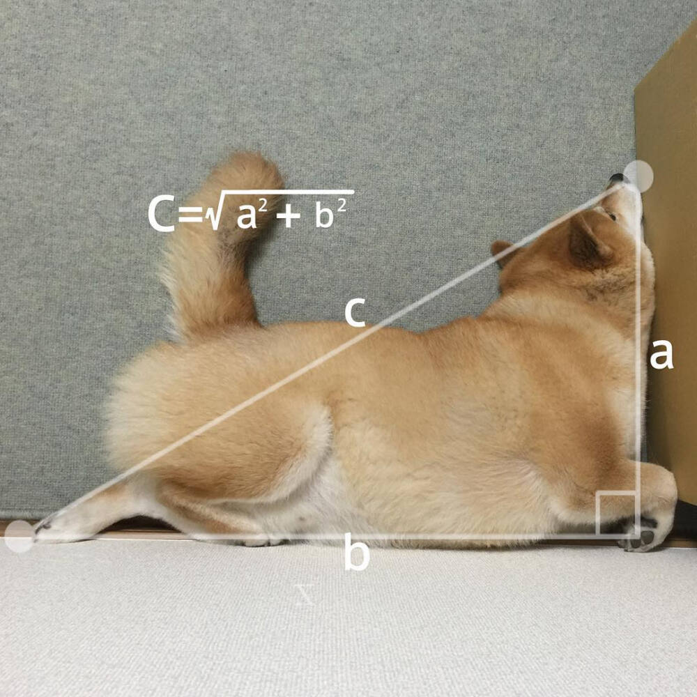 柴犬 可爱 宠物 小狗 萌 萌宠 销魂