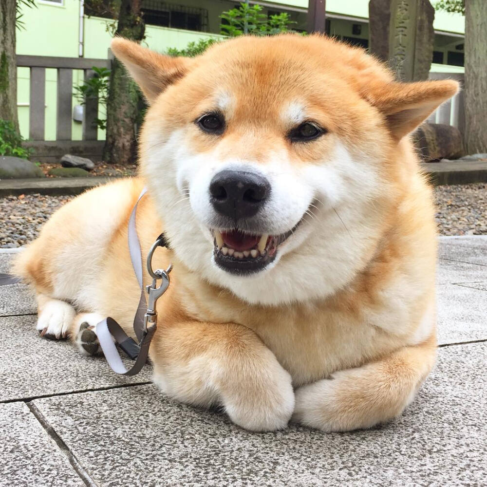 柴犬 可爱 宠物 小狗 萌 萌宠