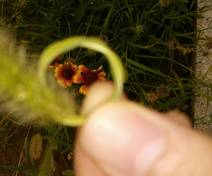 勤劳的小蜜蜂，配的上这花环，这种花的蜜，应该很好吃吧