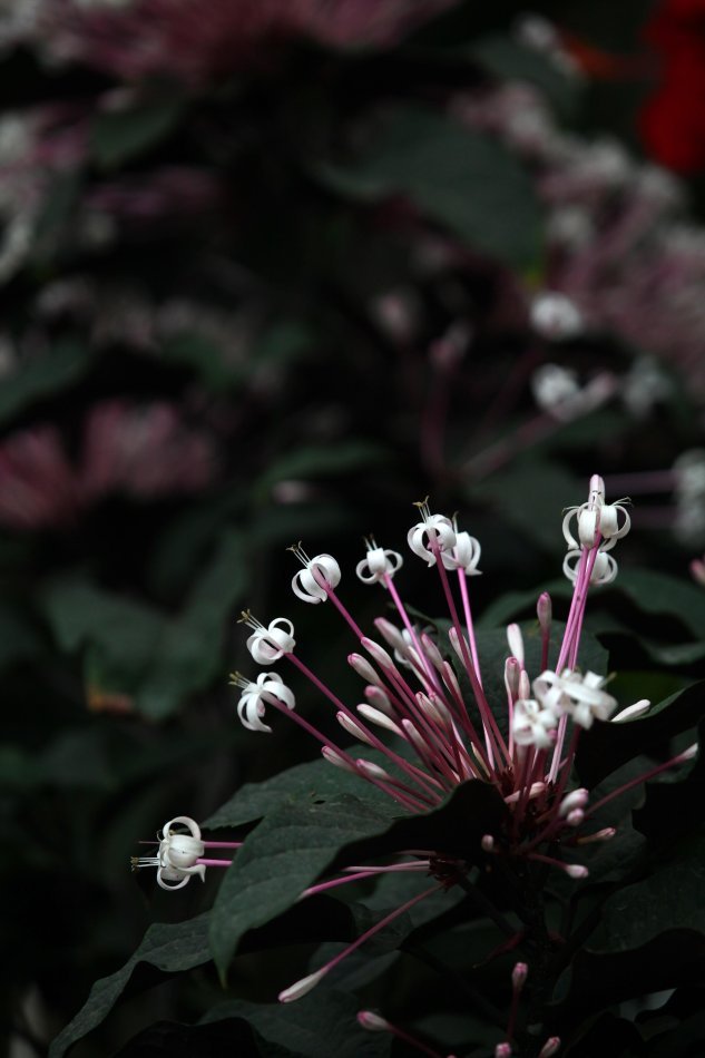 Clerodendrum quadrilocular 焰火树♥ 别名：星烁山茉莉、流星花♥ 形态：常绿灌木或小乔木，株高50厘米左右。叶片心形至圆形，对生，浓绿，叶片边缘有锯齿，叶面稍粗糙。花顶生，长筒形，聚散状花序密生，花筒紫红，前端炸开五片，洁白耀眼的长条形花瓣，宛如繁星闪烁，有如团团烟火而得名。株型美观，叶色秀美，花蕊翩翩起舞，花姿珍雅奇丽。春天开花，花期可达半年之久。 ♥ 分布：原产菲律宾及太平洋群岛等地，我国也有零星分布。