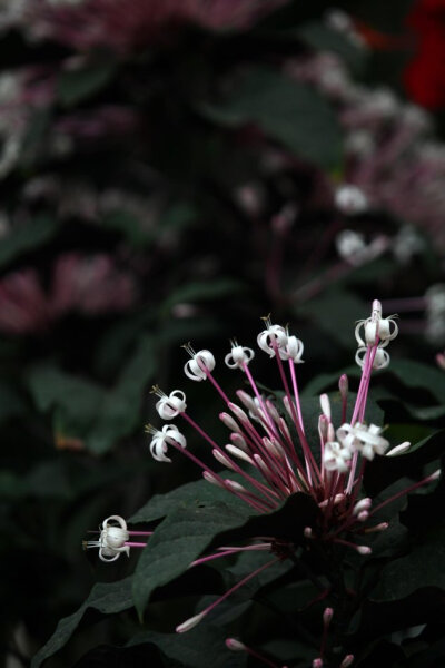 Clerodendrum quadrilocular 焰火树♥ 别名：星烁山茉莉、流星花♥ 形态：常绿灌木或小乔木，株高50厘米左右。叶片心形至圆形，对生，浓绿，叶片边缘有锯齿，叶面稍粗糙。花顶生，长筒形，聚散状花序密生，花筒紫红…