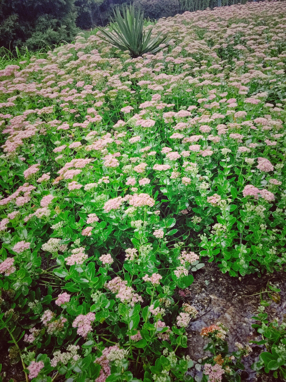 摄影 街拍 旅行 花草 浪漫 