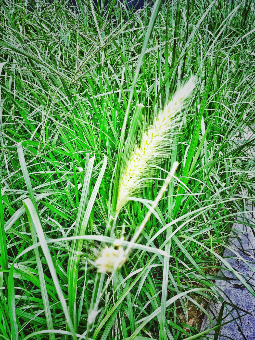 摄影 街拍 旅行 花草 浪漫 