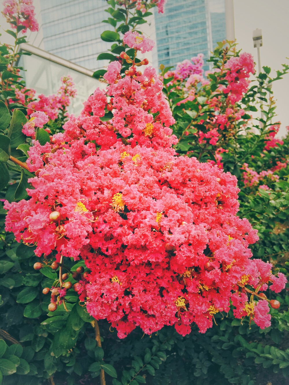 摄影 街拍 旅行 花草 浪漫 