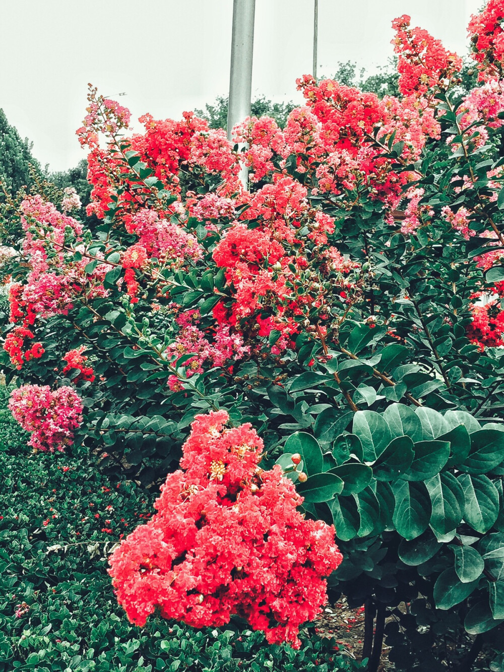 摄影 街拍 旅行 花草 浪漫 