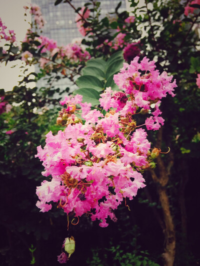 摄影 街拍 旅行 花草 浪漫 