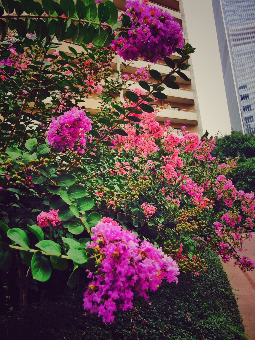 摄影 街拍 旅行 花草 浪漫 