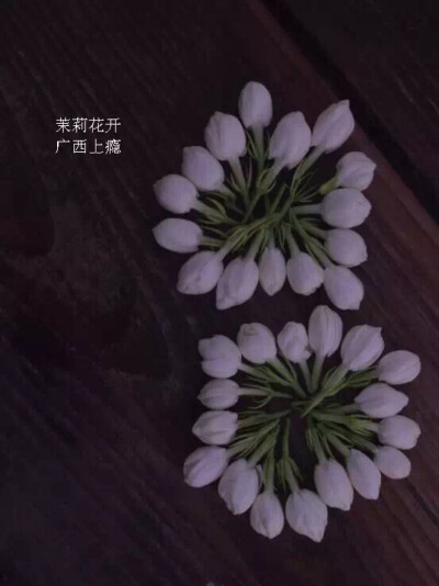 茉莉花开，上瘾广西。