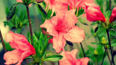 杜鹃花（学名：Rhododendron simsii Planch.），又称山踯躅、山石榴、映山红，系杜鹃花科落叶灌木，落叶灌木。全世界的杜鹃花约有900种。中国是杜鹃花分布最多的国家，约有530余种，杜鹃花种类繁多，花色绚丽，花、…