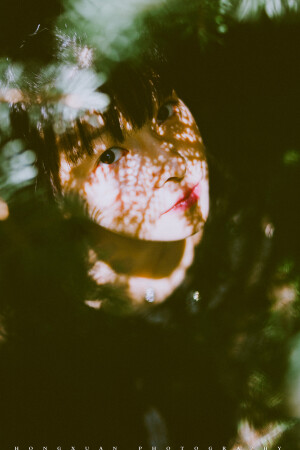 窝树下也躲不过阳光

摄影：洪小漩

出镜：花花

在西宁，虽然温度不高，但是阳光烈。

被晒得躲在树下，也丝毫不顶用。
