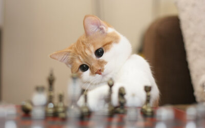 猫 萌 动物 下棋