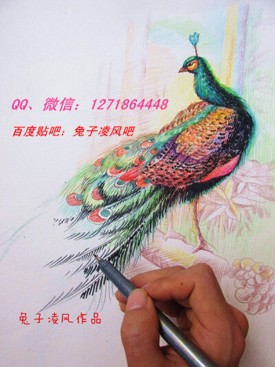 兔子凌风彩铅画作品