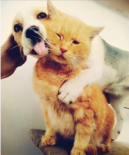 小区里一条叫多余的狗和一只叫肥妞的猫，两货相处得不错，互不侵犯，刚刚儿子吃雪糕，不小心掉地上了……，多余过来舔了两下，可能是太冰，叼起来跑院里埋土堆上了……，不一会儿绕回来在埋雪糕的地方只刨出一根棍，结果就满院子满楼道撵着肥妞咬，一副不抓到它誓不罢休的样子…结果，就出现了这一幕，哦，忘说了，狗狗埋冰棍时猫咪蹲在旁边看着，它可能就是想知道是不是它偷吃了……