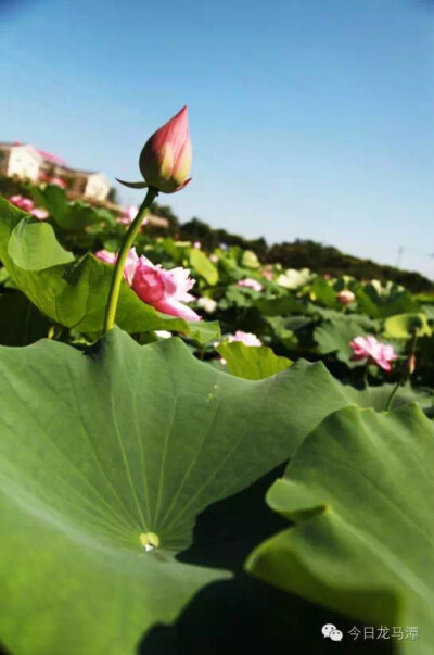 小花骨朵冒出头了