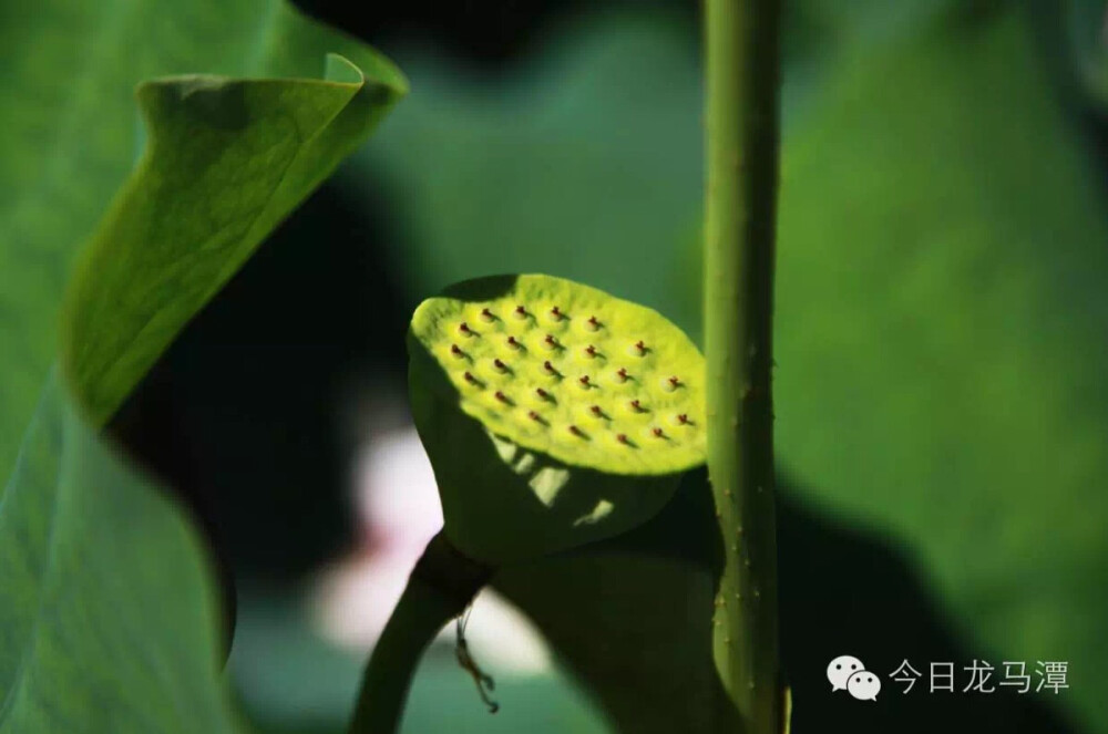 花谢了，嫩黄色的莲蓬变成了绿色