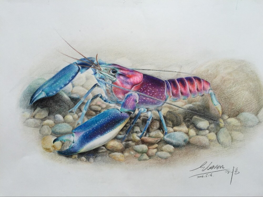 彩铅虾5图源部落