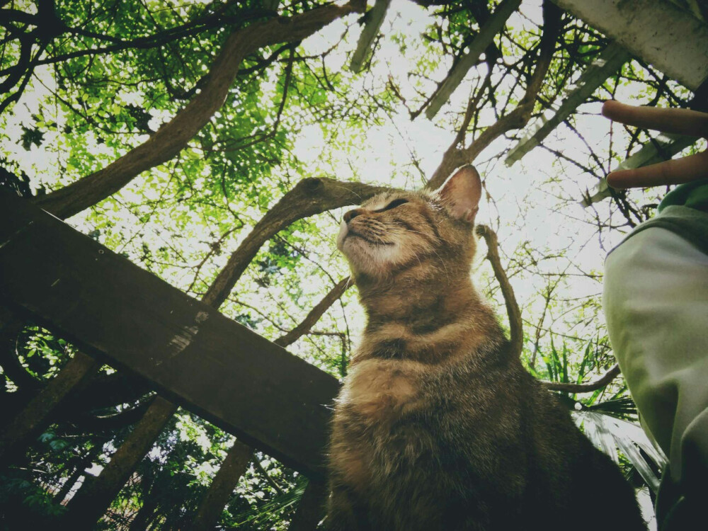 傲娇的一只
BY:Ulrica洛言珏