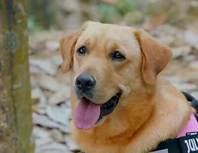 神犬 小七 真神了 棒