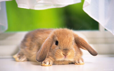 折耳兔萌萌哒高清桌面壁纸,折耳兔大耳朵萌兔子高清桌面壁纸 