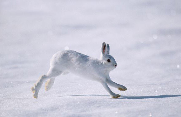 白靴兔,又名雪鞋兔,是北美洲的一种野兔.