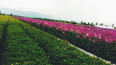 遇见花海……