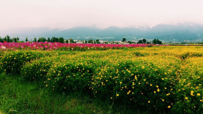 遇见花海……