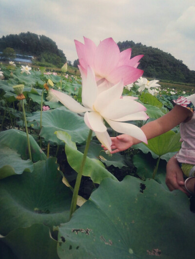 孪生花 还有小妹妹的胖手手