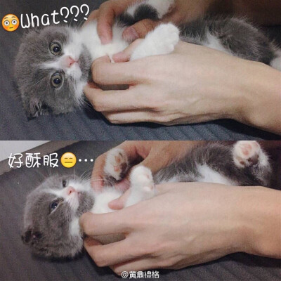 黄礼格的猫